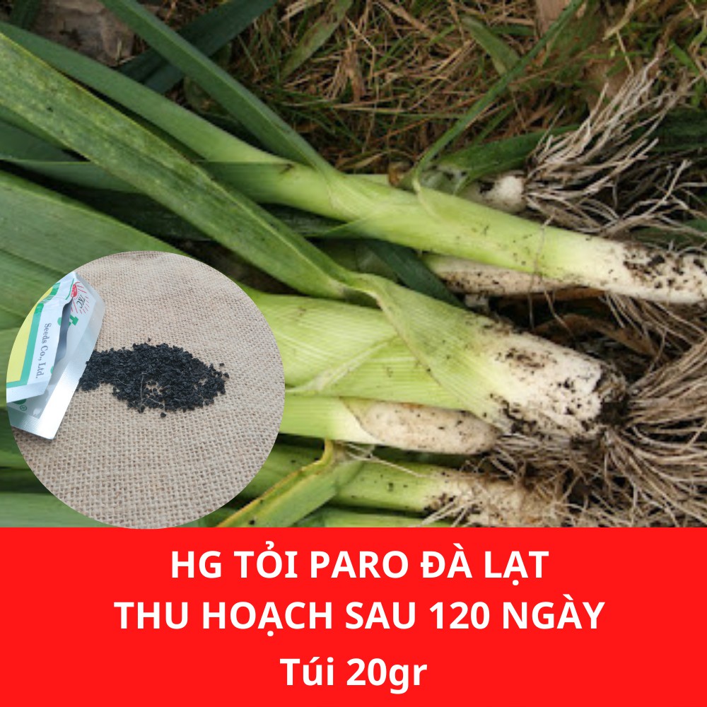 Hạt giống Tỏi Paro Đà Lạt gói 1gram độ sạch 98% tỉ lệ nảy mầm hơn 75% thời gian thu hoạch sau 100 ngày gieo trồng