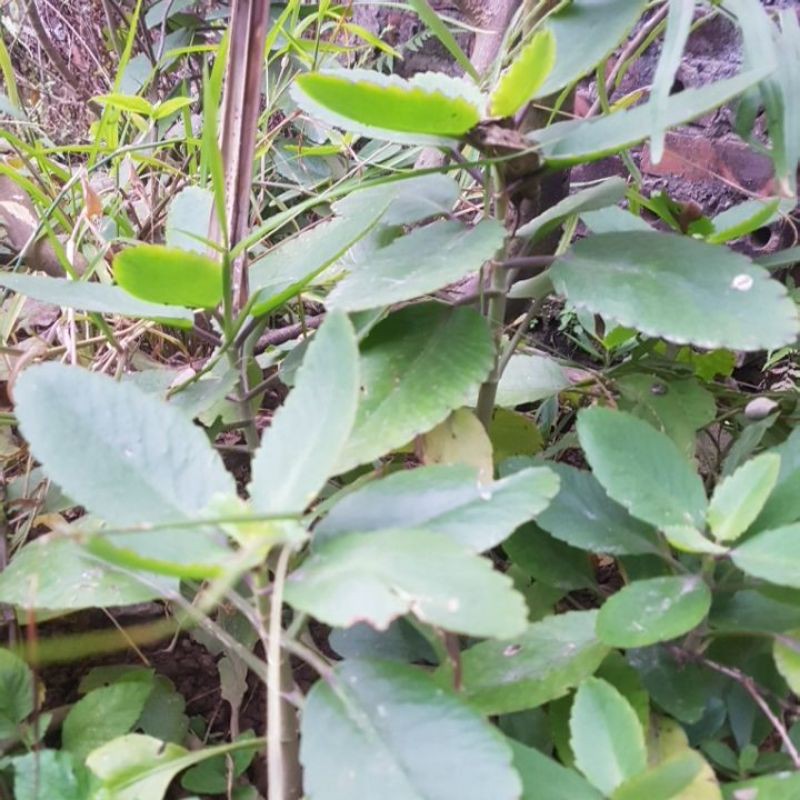 cây lá bỏng(cây sống đời)