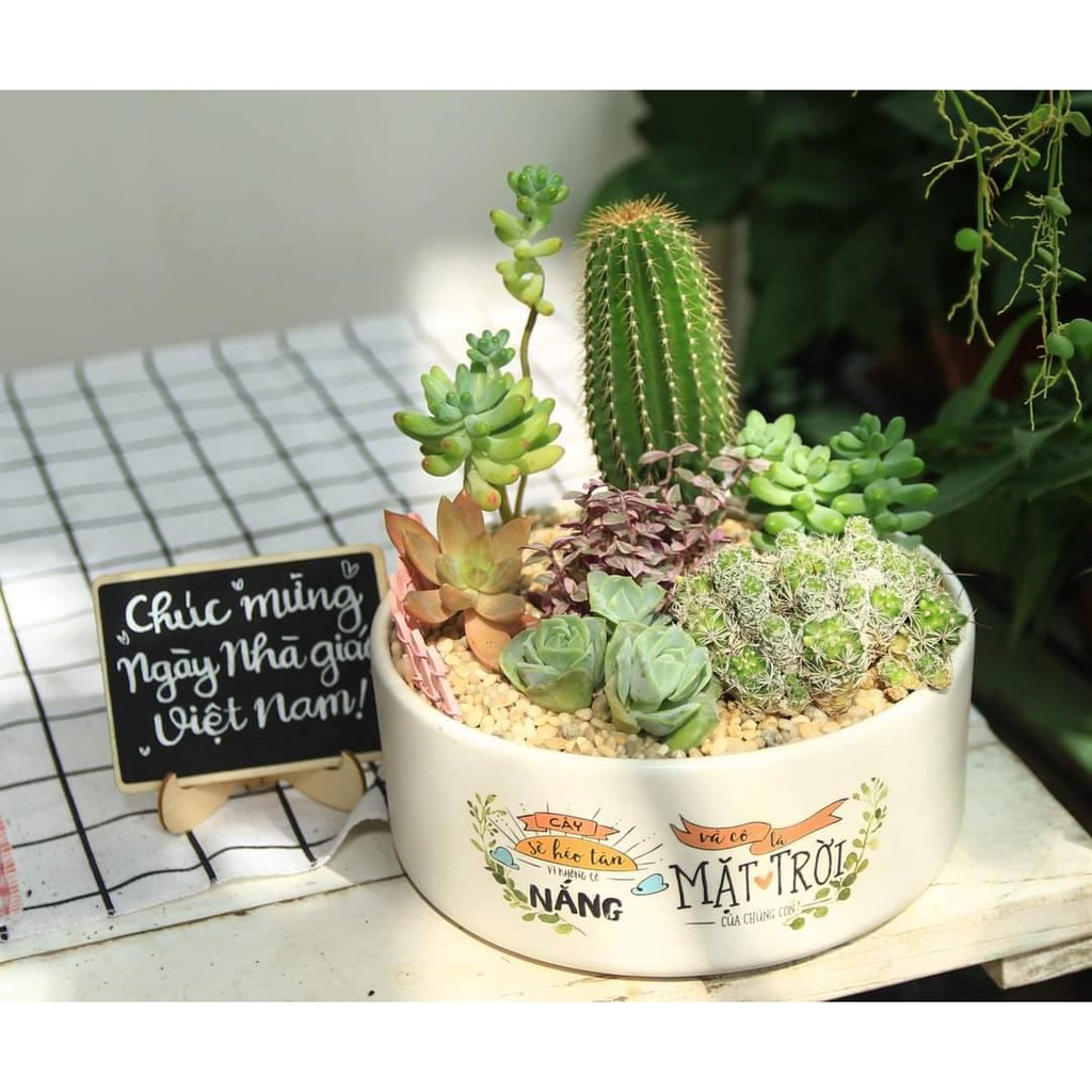Chậu Sen mix Xương rồng in hình vẽ - Tặng thiệp, thẻ tên, đất, sỏi - Quà tặng cây xanh