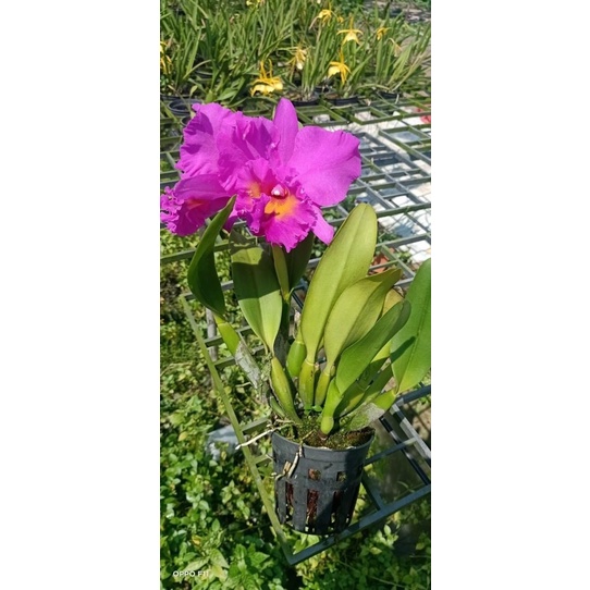 Lan Cattleya Nhật Thịnh hàng thuần sắp mèo