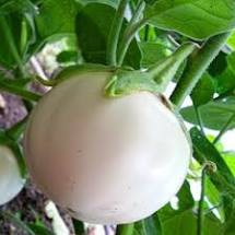 hạt giống Cà pháo trắng
