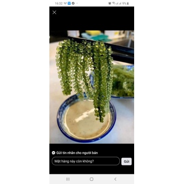 rong nho tách nước Green Food Miễn ship 🔊 Mua 5 gói rong nho tặng kèm 1 gói #phao_quay siêu hot | BigBuy360 - bigbuy360.vn