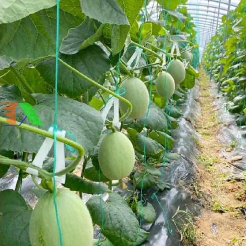 Móc nhựa treo Dưa lưới MCD-7X5, Móc treo quả chống gẫy cuống, Móc treo dưa chống đứt dây