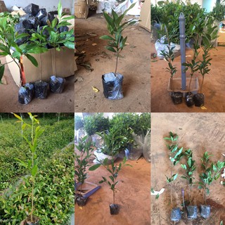 combo 5 mai 5 loại