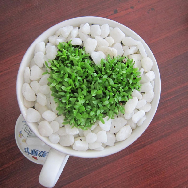 Bán buôn Hạt Giống Cỏ May Mắn ( 1 gram ) bao đẹp