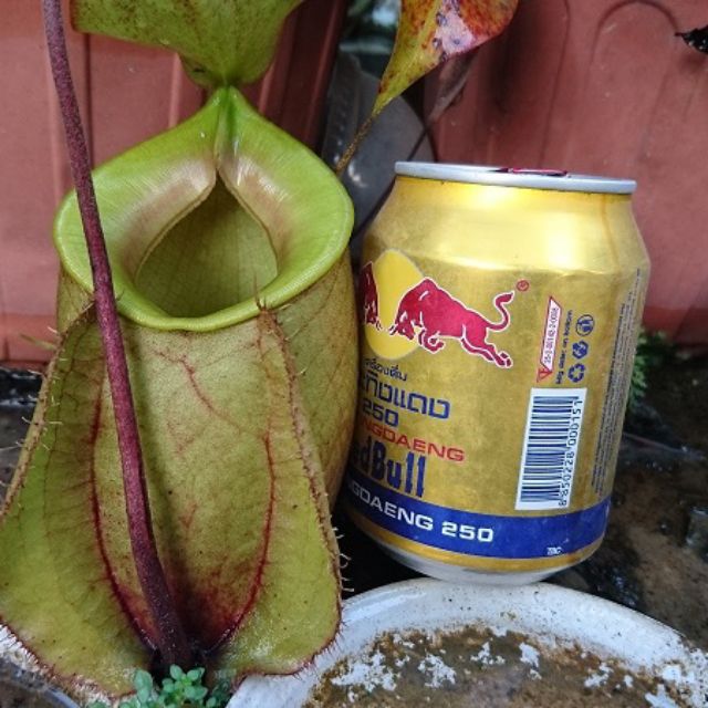 Cây nắp ấm N.Viking x ampullaria Green Giant