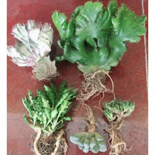 Combo xương rồng Vạn Lý Trường Thành và 3 loại mới