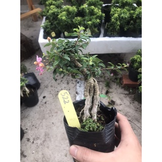 Hồng ngọc mai mini bonsai