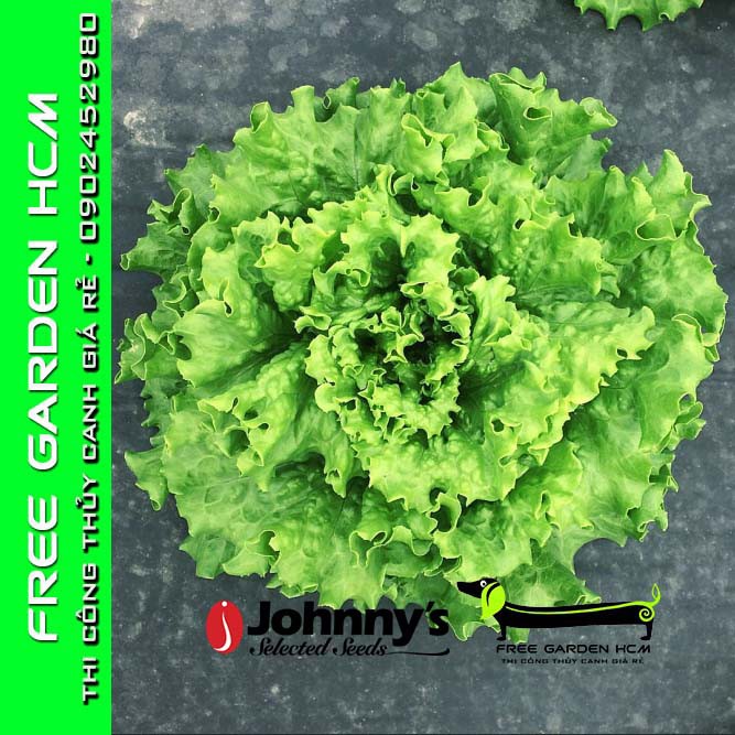 COMBO 100 HẠT GIỐNG XÀ LÁCH MUIR – Johnny’s Seed – Mỹ