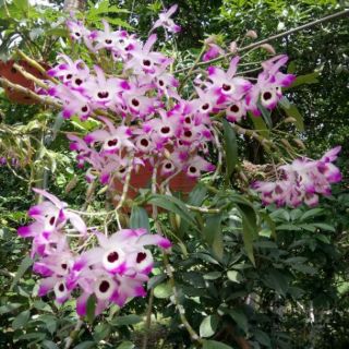 Combo 2 loại lan rừng Quế tím + Đùi gà