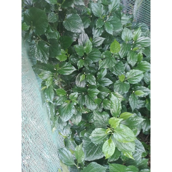Lá lốt tươi nhà trồng 100 gram