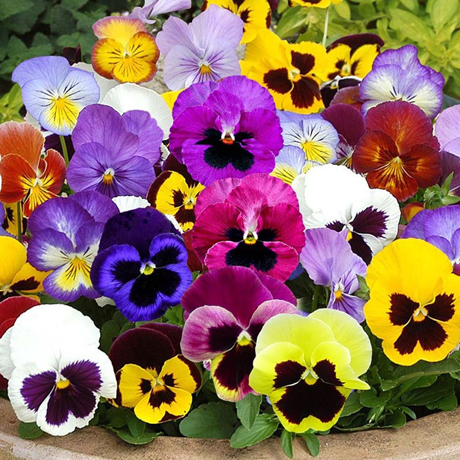 Hạt giống hoa bướm pansy (păng-xê) nhiều màu, hoa lớn