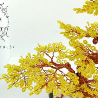 Cây Mai Bonsai Để Bàn