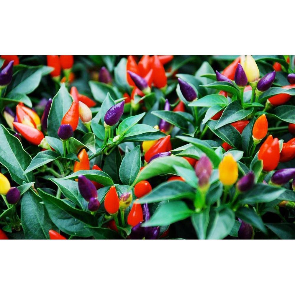 Hạt giống ớt kiểng PN24 - PNSeeds