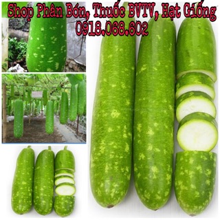 Hạt giống Bầu Sao F1. Giống nảy mầm mạnh, sinh trưởng khoẻ, cho nhiều trái.