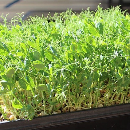 Hạt Giống Rau Mầm Đậu Hà Lan Phú Nông Giàu Dinh Dưỡng- Gói 50g (HPN-036)