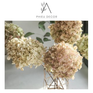 Hoa Cẩm Tú Cầu Khô🌸Dried Hydrangea🌸Trang trí phòng, event (phần 5gr)