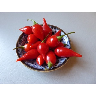 5h hạt giống ớt kiểng lùn biquinho đỏ