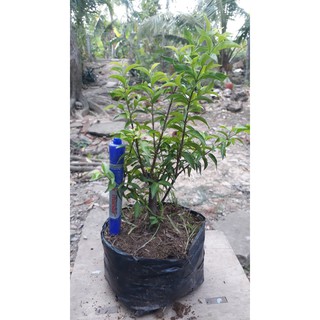 10 cây mai chiếu thủy