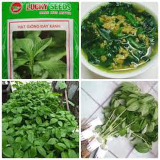 Hạt giống rau đay xanh (10g)