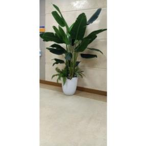 Cây chuối giả cảnh cao 2,2met