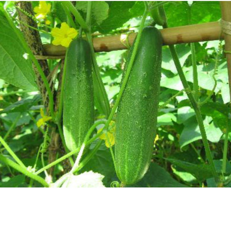 Hạt giống dưa chuột thái F1 quả lớn giòn ngọt dễ trồng kháng sâu bệnh (gói 200gram, 500gram,1kg)