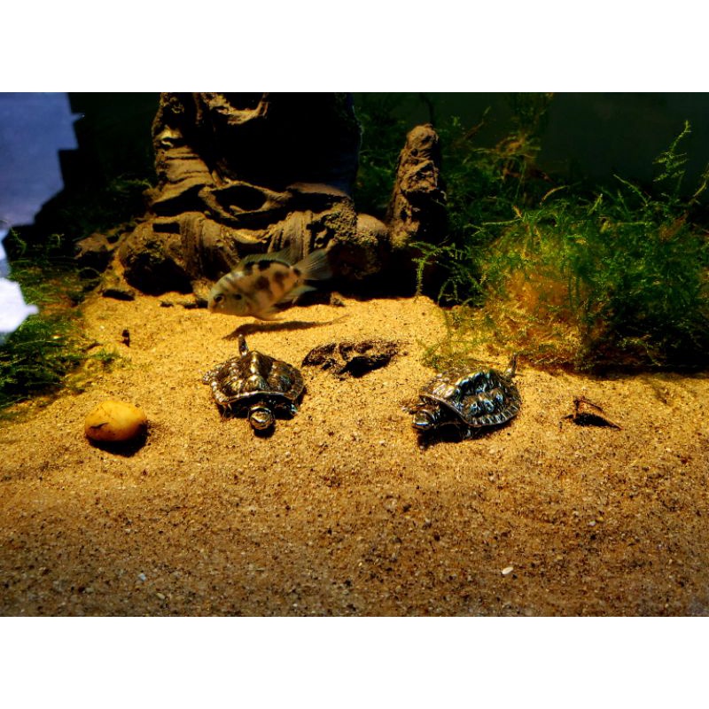 Tượng rùa vàng trang trí bể thủy sinh và tiểu cảnh