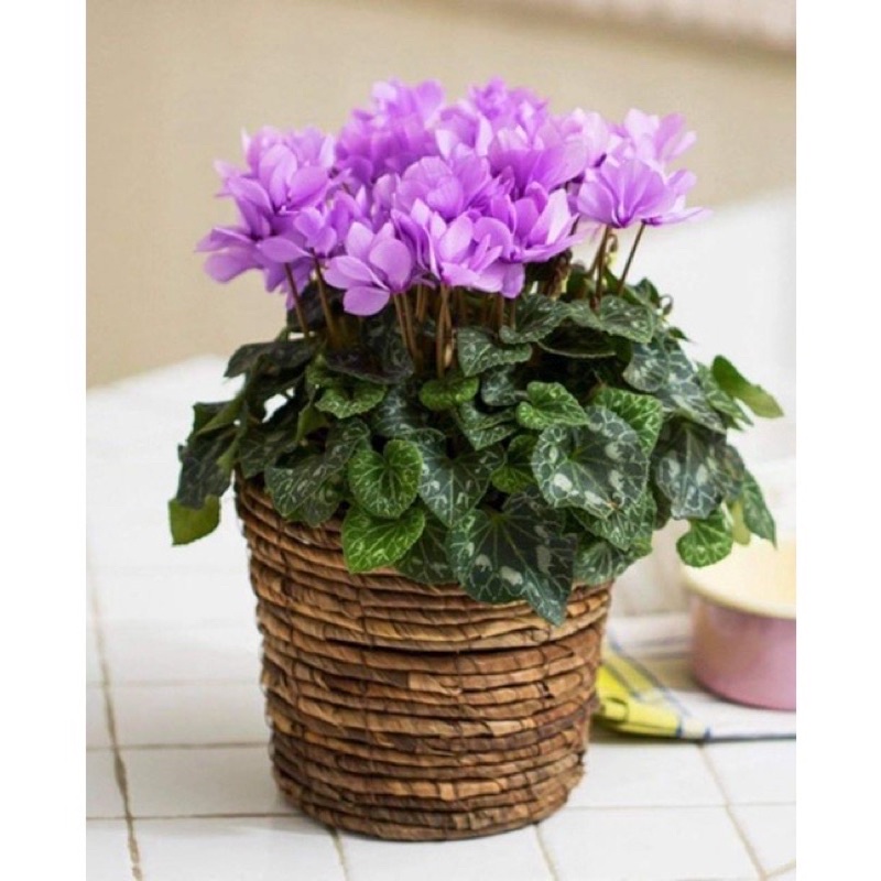 Củ hoa anh thảo HOA TẾT