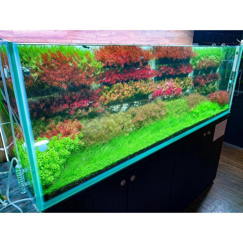Bộ Khay Trồng Cây Treo Thành Bể NATURE STAND