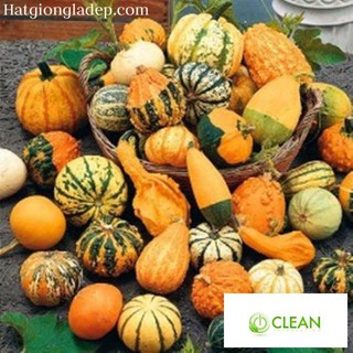 Hạt Giống Bí MIni - 10 Hạt