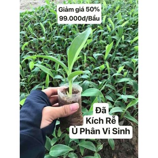 chuối cảnh mini