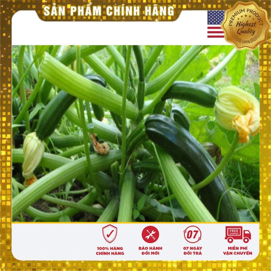 15 Hạt giống quả bí ngòi xanh USA