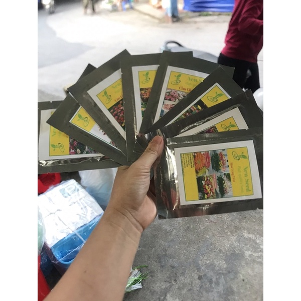 Hạt giống hoa cúc Indo