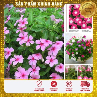 Hạt giống hoa dừa cạn hồng LUCKY SEEDS