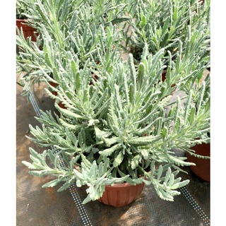 LAVENDER GOODWIN - gốc to, cây khỏe