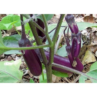 HẠT CÀ TÍM DÀI F1 THÁI LAN - GÓI 1 GRAM