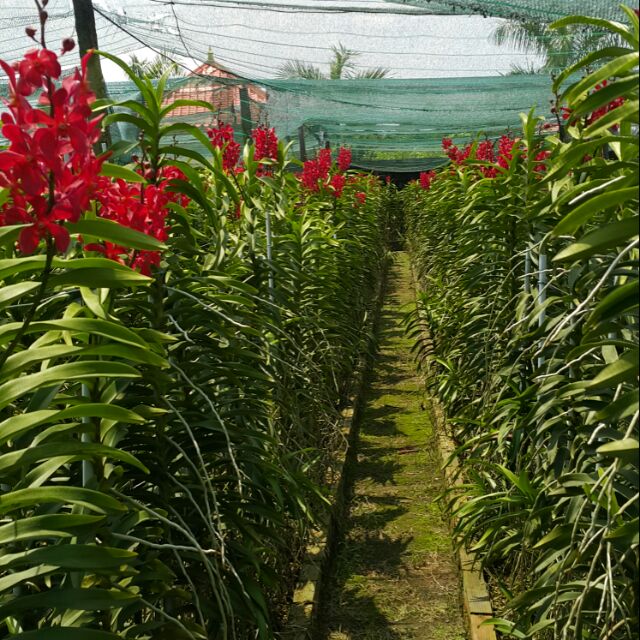 Lan Mokara cây giống màu đỏ