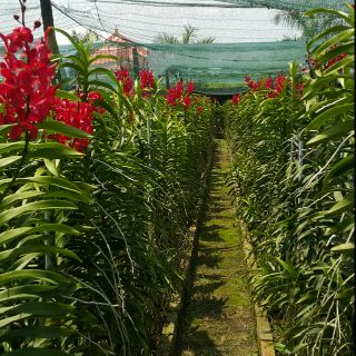 Lan Mokara cây giống màu đỏ