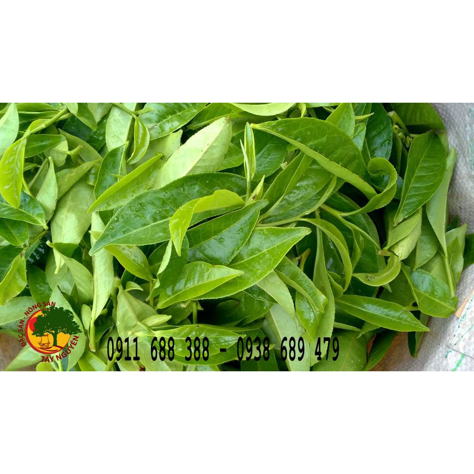 BỘT TRÀ XANH RẪY KON TUM 200GR