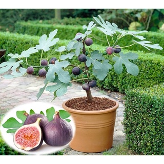 Cây giống Sung Mỹ [ GIỐNG CHUẨN - BẦU TO ]