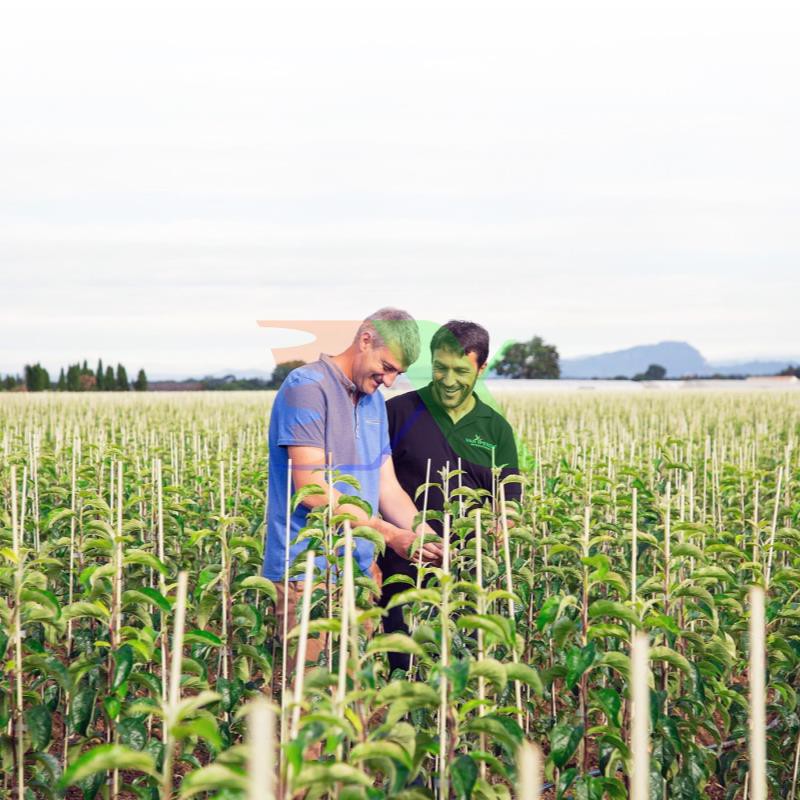 Phân vi lượng Natri 2 Chelate, Disodium EDTA, Na2 EDTA, Disodium edetate salt