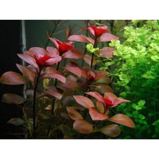 Diệp tài hồng lá táo