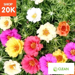 Giống hoa Mười giờ mix (100 hạt nhiều màu)