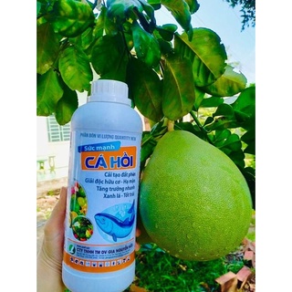 PHÂN BÓN LÁ ĐẠM CÁ HỒI GIÚP CẢI TẠO ĐẤT PHÈN, TĂNG TRƯỞNG NHANH, XANH LÁ TỐT TRÁI - CHAI 1 LÍT