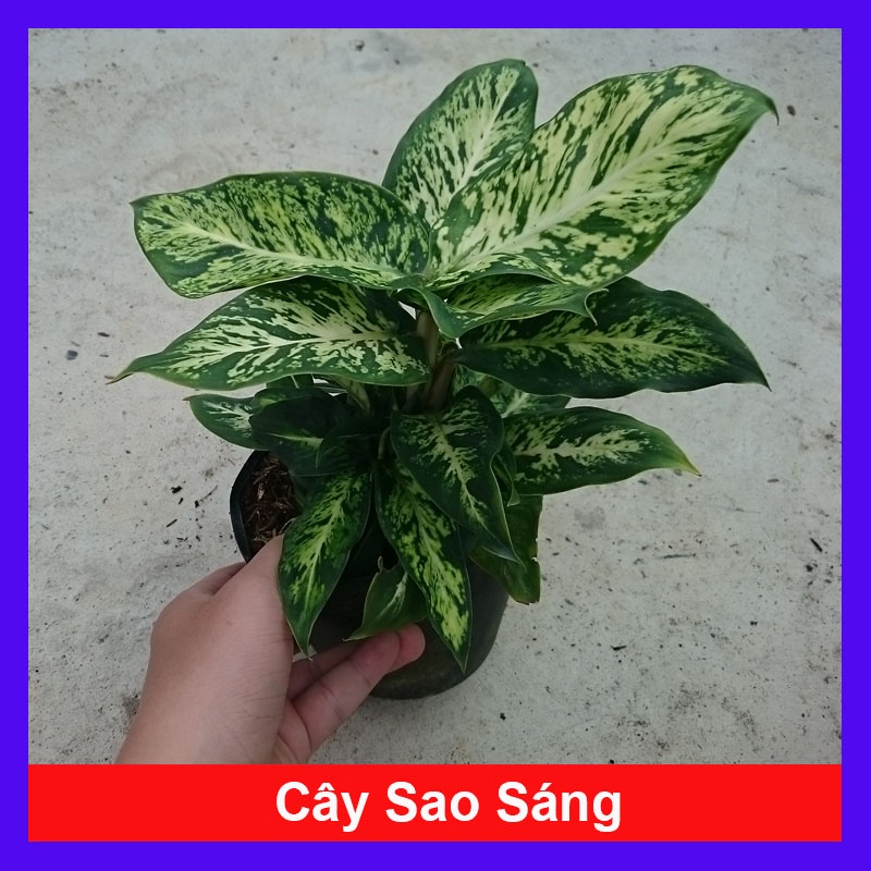 Cây Sao Sáng - cây cảnh mini để bàn + tặng phân bón cho cây