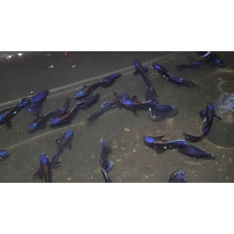 Cá 7 Màu Blue Tazan (45k/cặp)