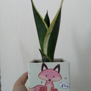 Cây Lưỡi hổ
