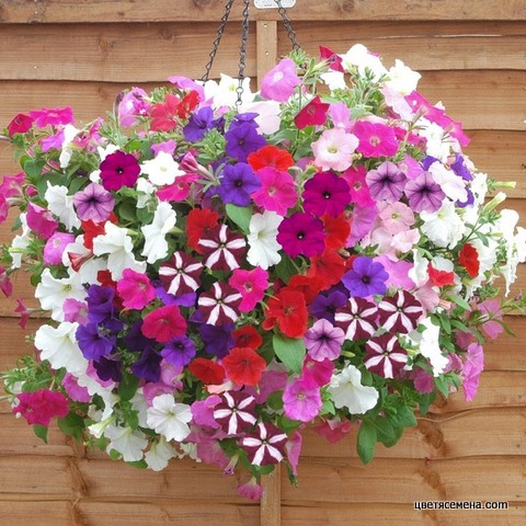 Gói 100 hạt giống dạ yên thảo kép