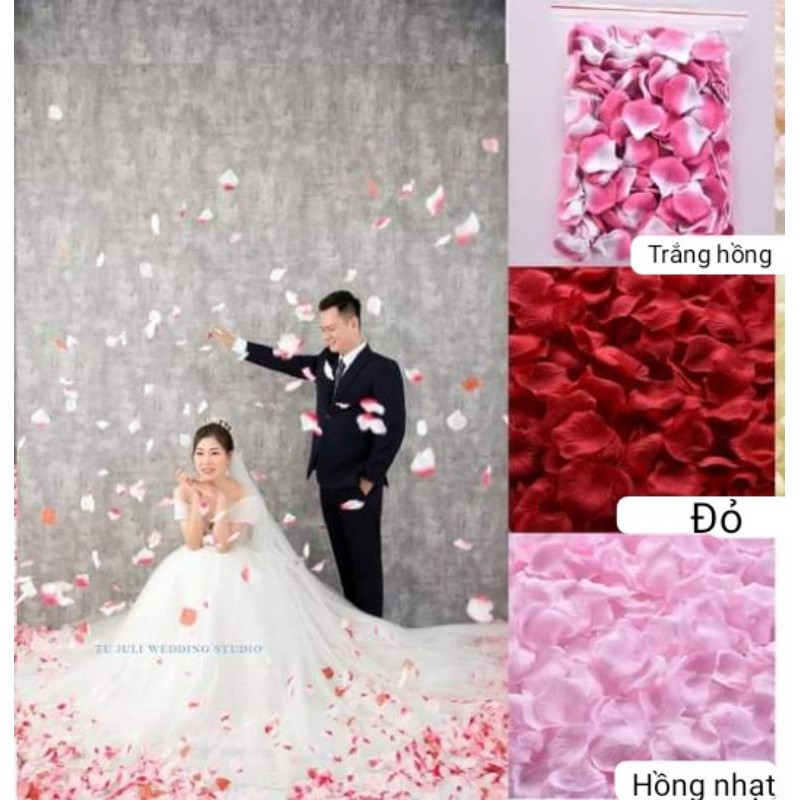 1000 Cánh hoa giả, chụp hình, trang trí.