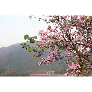 10 Hạt giống cây hoa ban tím